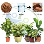 Cocopeat Block Organic Fertilizer and Soil Manure Potting Mixture for Home Gardening and Potted Plants (1 KG) Eco-Friendly, Natural Soil Conditioner, Ideal for Indoor and Outdoor Plants - Image 3